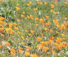 bellissimo arancia papaveri fioritura durante super fioritura nel soleggiato California foto