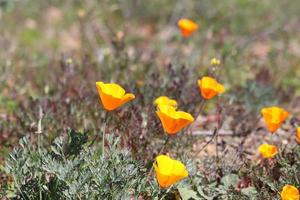 bellissimo arancia papaveri fioritura durante super fioritura nel soleggiato California foto