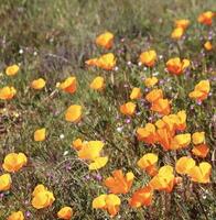 bellissimo arancia papaveri fioritura durante super fioritura nel soleggiato California foto