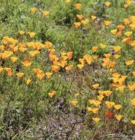 bellissimo arancia papaveri fioritura durante super fioritura nel soleggiato California foto