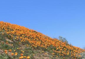 bellissimo arancia papaveri fioritura durante super fioritura nel soleggiato California foto