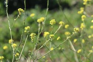 fiori fioritura su pendio foto