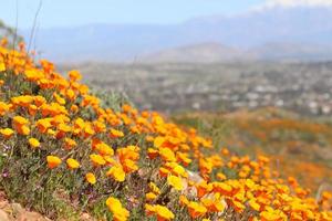 bellissimo arancia papaveri fioritura durante super fioritura nel soleggiato California foto