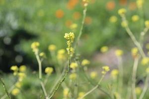 fiori fioritura su pendio foto