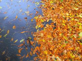 bagnato autunno le foglie su il asfalto. foto