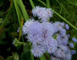 agerato. viola fiori. giardino impianti. foto