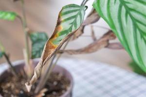 i problemi nel il coltivazione di domestico impianti - Calathea le foglie influenzato di un' ragno acaro, giallo e asciutto Consigli, il straripamento di il pianta, in putrefazione di il radici. pianta trattamento e peste e fungo foto