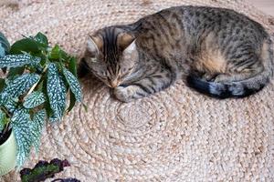 il gatto è veloce addormentato su un' iuta tappeto Il prossimo per il casa in vaso pianta begonia. comfort nel un' verde Casa con animali domestici foto