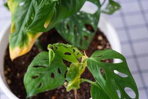 i problemi nel coltivazione di domestico impianti Monstera scimmia maschera - le foglie le foglie con giallo asciutto Consigli, appassito, influenzato di ragno acaro, straripamento di pianta, in putrefazione foto