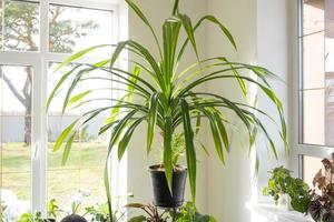 un' grande domestico pianta Pandanus nel il interno di il Casa su un' In piedi. verde Casa, homeplant cura foto