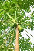 fresco e giovane. un' Visualizza di papaia alberi a il piantagione foto