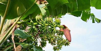 Banana beatitudine. un' fresco verde Banana albero nel suo naturale habitat foto