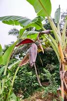 Banana fiorire bellezza. un' vivace Schermo di della natura abilità artistica foto