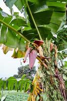 Banana fiorire bellezza. un' vivace Schermo di della natura abilità artistica foto