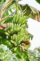 Banana beatitudine. un' fresco verde Banana albero nel suo naturale habitat foto