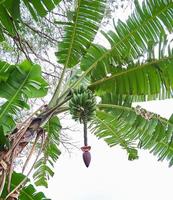 Banana beatitudine. un' fresco verde Banana albero nel suo naturale habitat foto