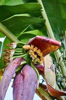 Banana fiorire bellezza. un' vivace Schermo di della natura abilità artistica foto