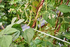 verde fagioli in crescita fresco su il piantagione foto