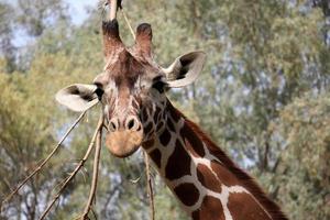 un' alto giraffa vite nel un' zoo nel tel aviv. foto