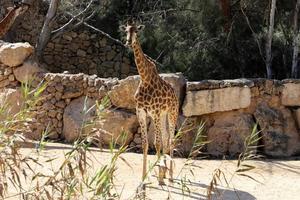 un' alto giraffa vite nel un' zoo nel tel aviv. foto