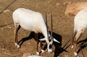 il antilope vite nel il zoo nel tel aviv nel Israele. foto