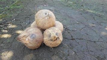 Noce di cocco su il terra foto