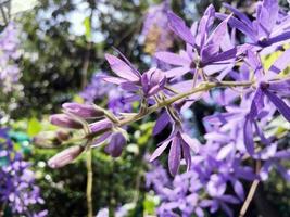 fiorire viola fiore di carta vetrata vite, regine ghirlanda, viola ghirlanda, petrea volubilis l. foto