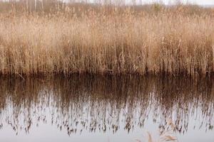 boschetti di asciutto canne vicino il fiume. beige linea nel il campagna con arbusti vicino il lago su un' paludoso la zona. un' naturale paesaggio senza persone foto