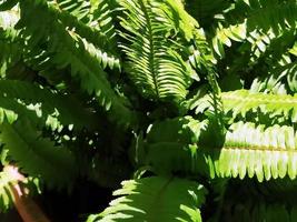 leggero e ombra su il verde foglia a in ritardo mattina. foto