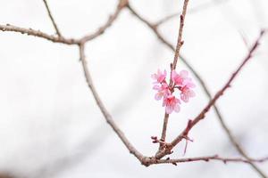 liscio messa a fuoco rosa ciliegia fiori quello siamo di partenza per fioritura a Baan hmong khun chang khian nel chiang Mai è popolare per turisti per vedere bellissimo rosa ciliegia fiori fioritura ogni inverno foto