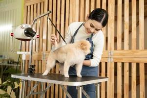 femmina professionale toelettatore pettinatura cane pelliccia a animale domestico terme governare salone foto