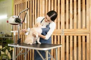 femmina professionale toelettatore pettinatura cane pelliccia a animale domestico terme governare salone foto