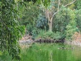 bellissimo lago con nuoto uccelli e circostante alberi a athalassa nazionale parco, Cipro. foto