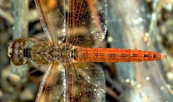 arancia libellula in piedi di legna con natura sfondo foto