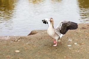 oche a piedi vicino il lago. Oca lembi suo Ali si asciuga piume foto