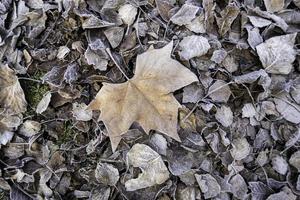 congelato caduto foglia foto