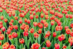 rosso tulipano campo nel inverno foto