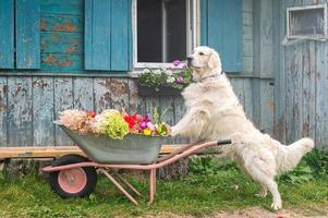 un' bianca labrador cane da riporto sta con zampe su un' giardino carriola con autunno fiori foto