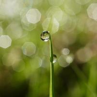goccia d'acqua sul filo d'erba verde