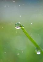 goccia di pioggia su un filo d'erba