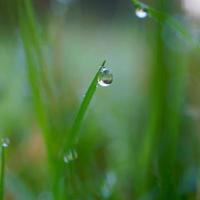 goccia d'acqua sul filo d'erba verde