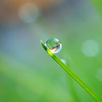 goccia di pioggia sulla foglia di erba verde foto