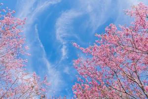 paesaggio di bellissimo selvaggio himalayano ciliegia fioritura rosa prunus cerasoides fiori a phu lom lo loei e phitsanulok di Tailandia foto