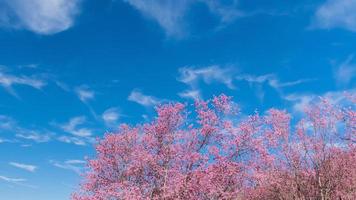 paesaggio di bellissimo selvaggio himalayano ciliegia fioritura rosa prunus cerasoides fiori a phu lom lo loei e phitsanulok di Tailandia foto