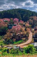 paesaggio di bellissimo selvaggio himalayano ciliegia fioritura rosa prunus cerasoides fiori a phu lom lo loei e phitsanulok di Tailandia foto