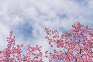 paesaggio di bellissimo selvaggio himalayano ciliegia fioritura rosa prunus cerasoides fiori a phu lom lo loei e phitsanulok di Tailandia foto