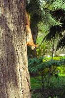 vicino su selvaggio scoiattolo andando giù albero tronco concetto foto