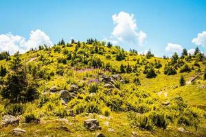 primo piano vista aerea helichrysi flos fonte biologica helichrysum arenarium. noto farmaco a base di erbe nella medicina tradizionale usato come colagogo, coleretico, diuretico e altro foto