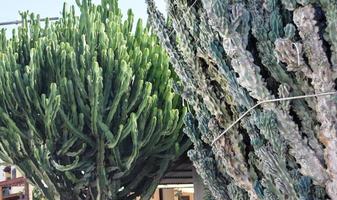 euforbia alberi nel pathos, Cipro foto