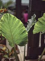 natura sfondo , colocasia Limone lime è bellissimo foglia pianta foto